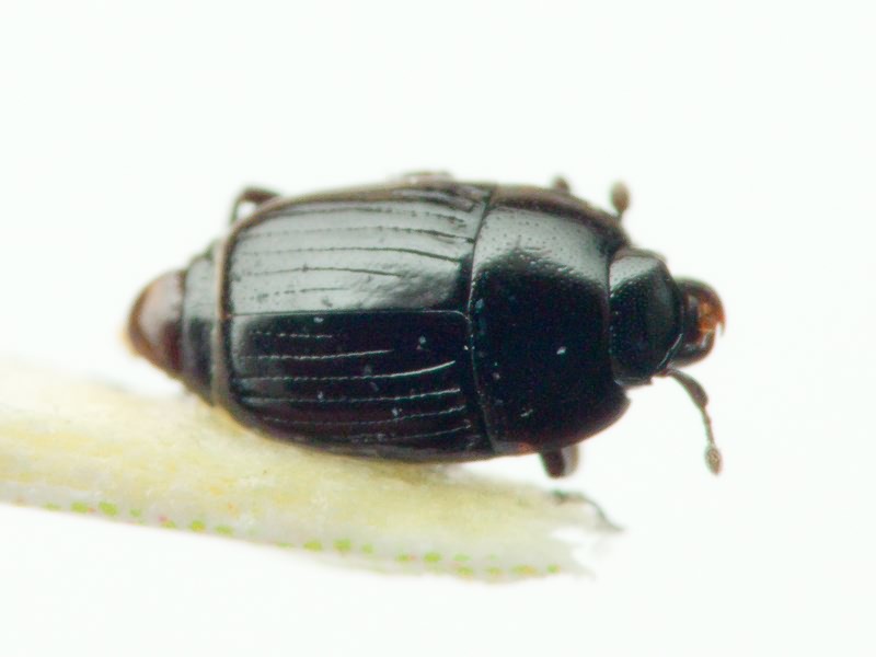 Carcinops Marseul, 1855